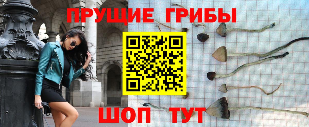 Псилоцибиновые грибы Psilocybine cubensis Шарыпово
